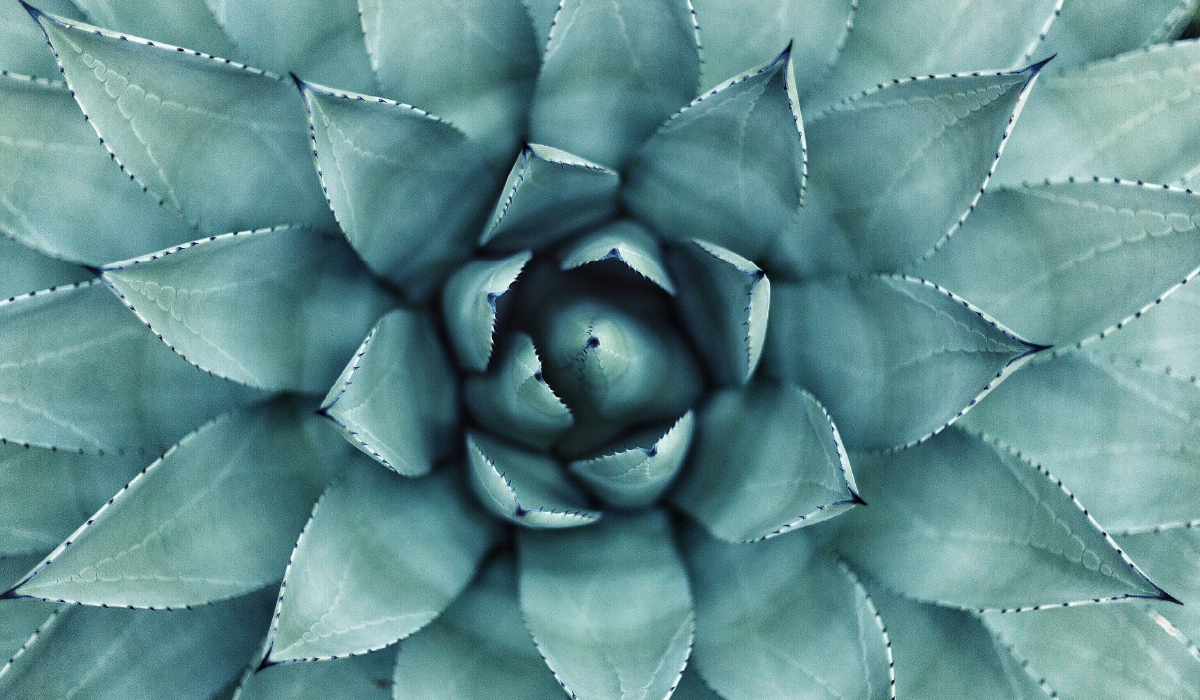 Cover photo